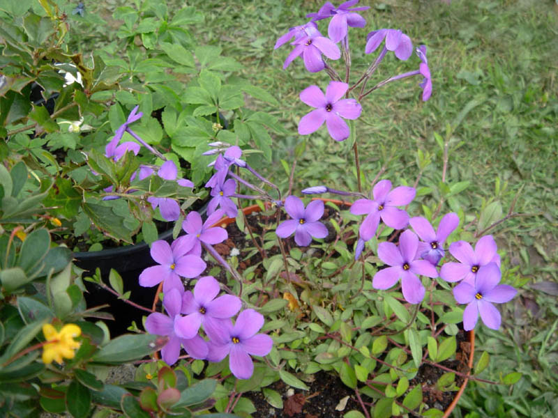Phlox stolonifera en fleurs dans les sous-bois frais des Appalaches